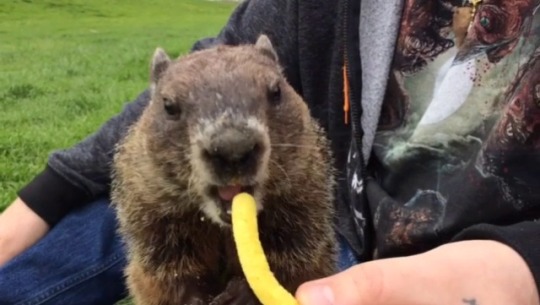 kevils:  This is Phyllis, the pregnant groundhog I’ve been visiting recently. She loves to eat chips, sit on our laps, and get ear scratches.