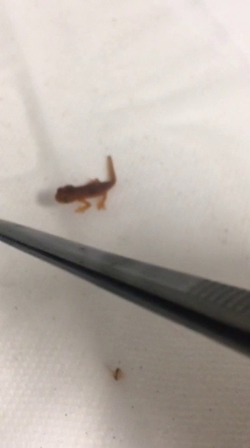 sergle: aquaristlifeforme: My baby newt is eating!! Yay!! 