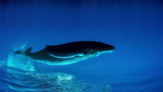 lilbabytrish: sixpenceee:  A humpback whale in flipped perspective. (Source)  This is very soothing to watch  