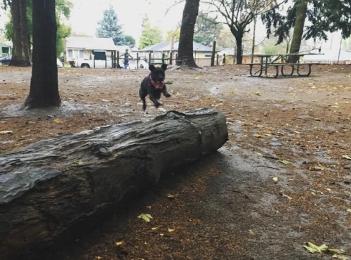 Rain(e)y Friday mornings, jumping over logs. ☔️ #rainierrobertsliebel #doglife #dogpark #pdx #pnw #p