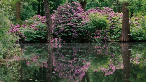 meolog: nature’s mirror (shot on Fuji Pro 400h)  instagram 