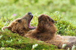 magicalnaturetour:  (via 500px / Asleep Bear