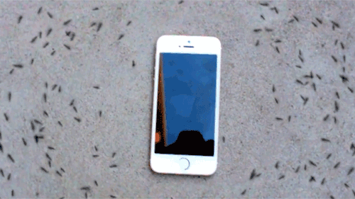 【着信アリ】iPhoneを蟻の群れに入れた…　衝　撃　の　結　果　が:DDN JAPAN bit.ly/1VHVlyK