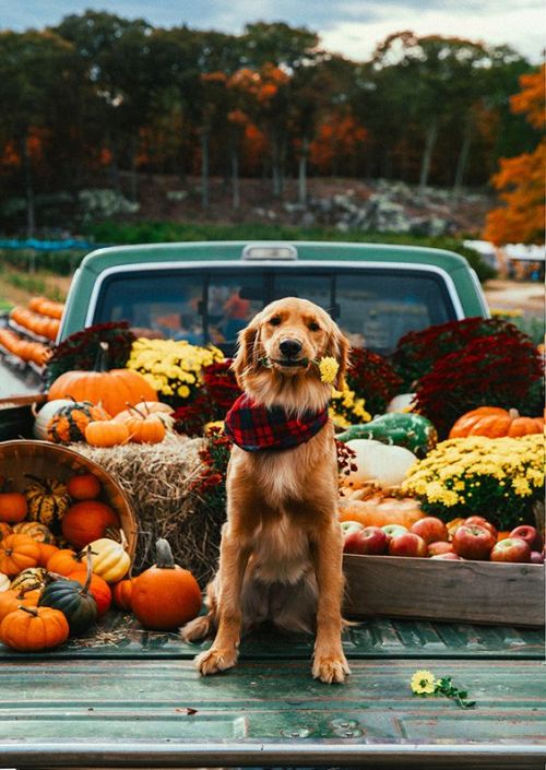 protect-and-love-animals:I love autumn