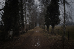 hinterdemmond:  country road, wienhausen, lower saxony 