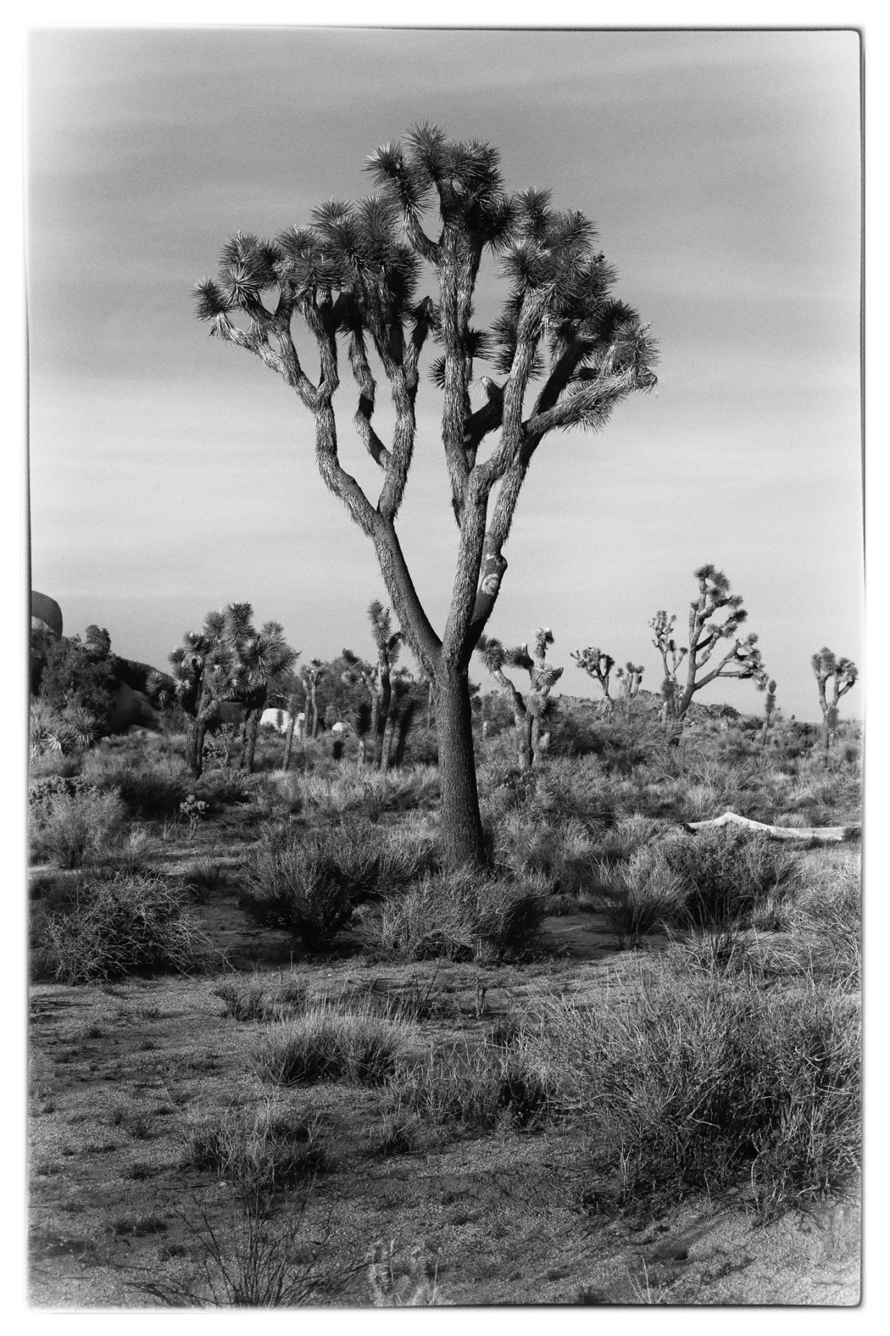 WONDERLAND WASH | JOSHUA TREE, CA | MAY 17, 2014