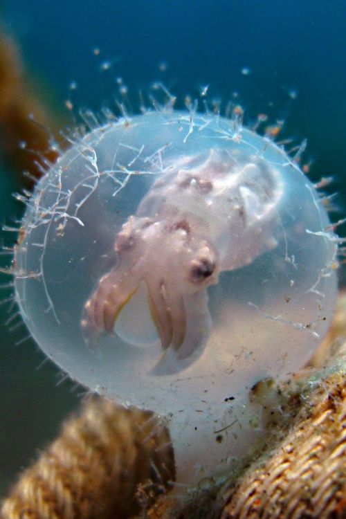 congenitaldisease:A cuttlefish still inside the egg.