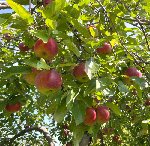 Some photos from last autumn, when I went apple picking with my mom and great aunt. I love seeing th