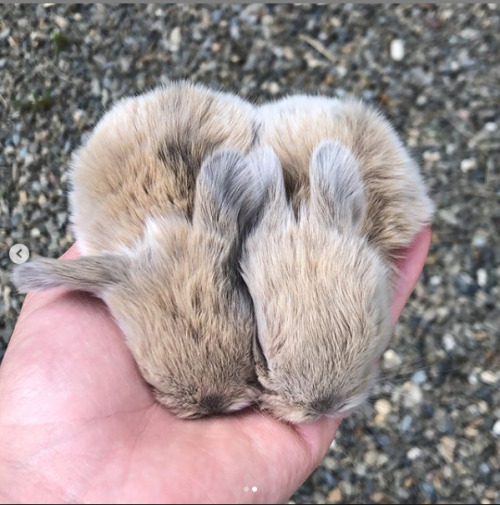 adorable-bunnies:❤️