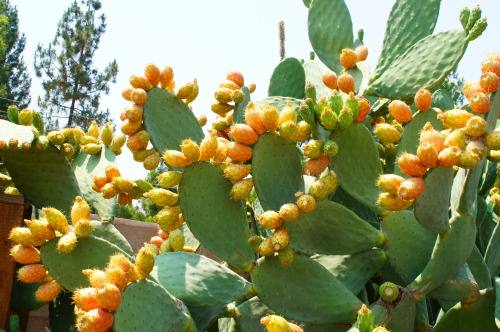 Porn flora-file:Nopales (by flora-file) photos