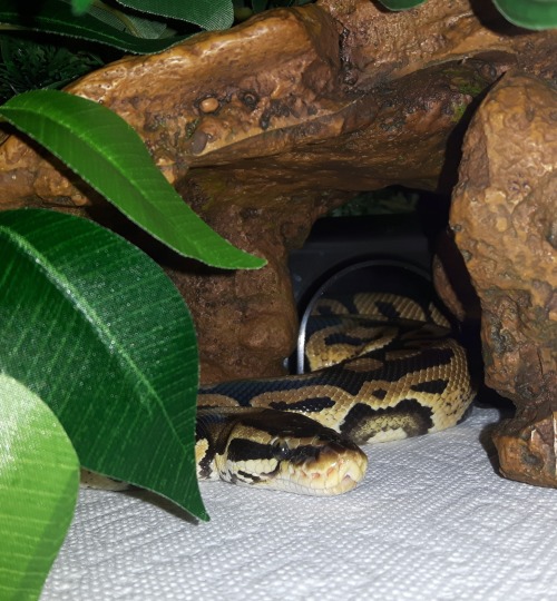 oddsandentropy:Some pictures of 8-Bit. He’s such a handsome boy.