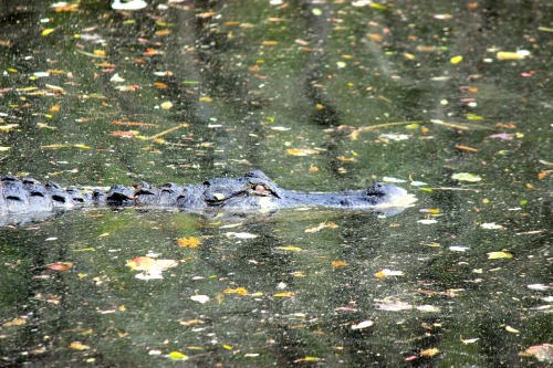 A couple of photos from my trip last month to the Everglades where I was able to get up close and pe