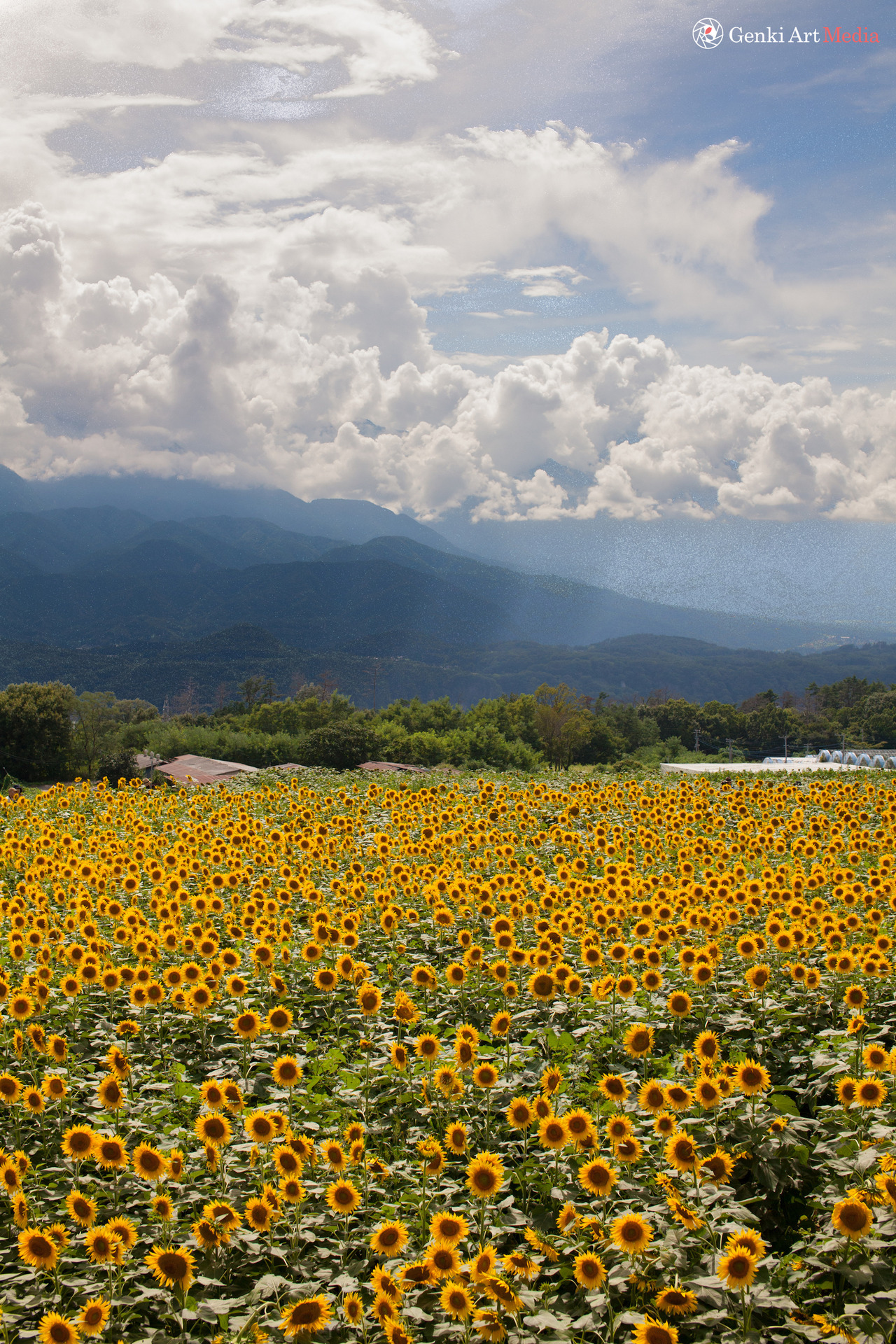 <p><b>Summer Treat : Field of sunflowers in Yamanashi prefecture Japan.</b> </p><p>50mm lens and neutral density filter</p>