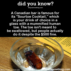 palianaha:  did-you-kno:  A Canadian bar is famous for its “Sourtoe Cocktail,” which is your drink of choice in a glass with a mummified human toe. The toe isn’t meant to be swallowed, but people actually do it despite the 躔 fine.   Source  BUT