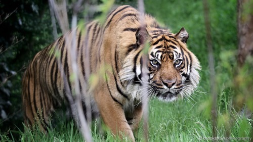 A wonderful thirteen-year-old Sumatran Tiger named Nias at WHF Big Cat Sanctuary…He’s a