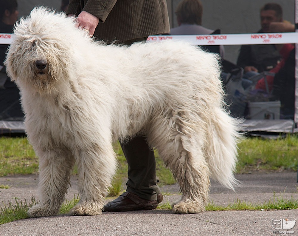 brushed puli