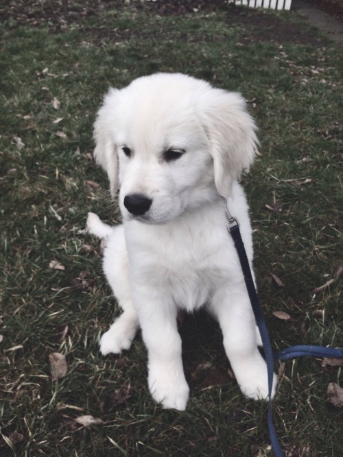 handsomedogs:  11 week old English Golden Retriever.