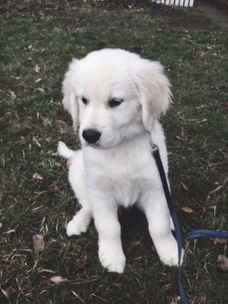 handsomedogs:  11 week old English Golden