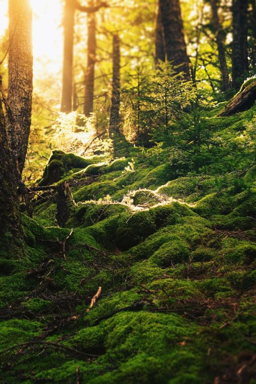 bluepueblo:Forest Floor, New Brunswick, Canadaphoto via anna