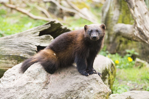 Wolverine (Gulo gulo)The wolverine is the largest land-dwelling species of the family Mustelidae. It