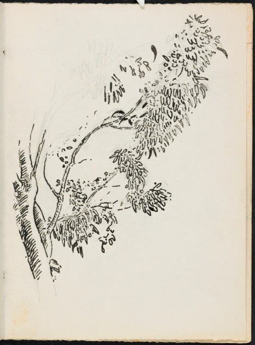 Study of a Tree; verso: blank page, Henri-Edmond Cross, 1897, Harvard Art Museums: DrawingsHarvard A