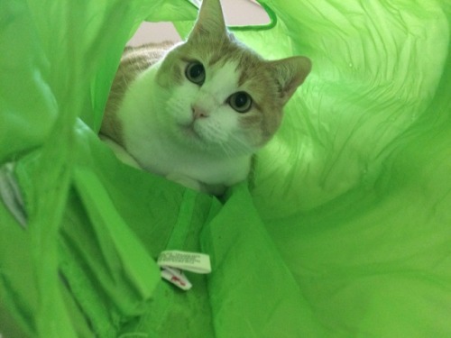 Here is some tunnel cat to get you through the rest of the week!