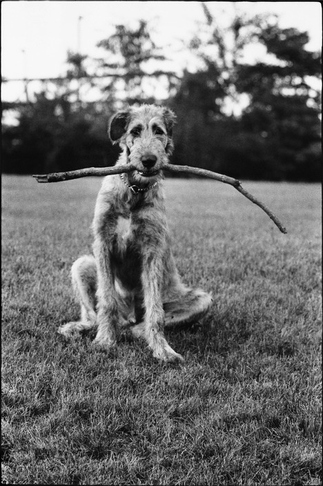 This one goes out to the dogs. Happy #NationalDogDay! Elliott Erwitt on man’s best friend: &ld