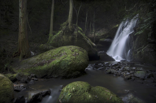 nakamagome2: Deep in forest- Shiga,Japan (via ＊Jin Mikami＊)