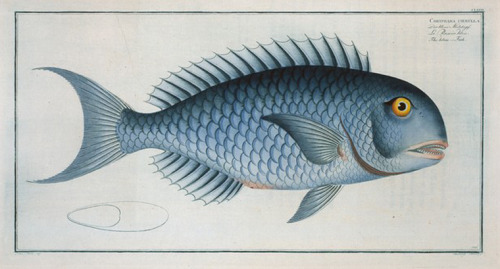 Marcus Elieser Bloch, Allgemeine Naturgeschichte der Fische, 1785-97. Germany. Via NYPL.