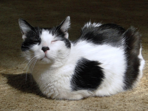 temmievevo:catloaf appreciation post