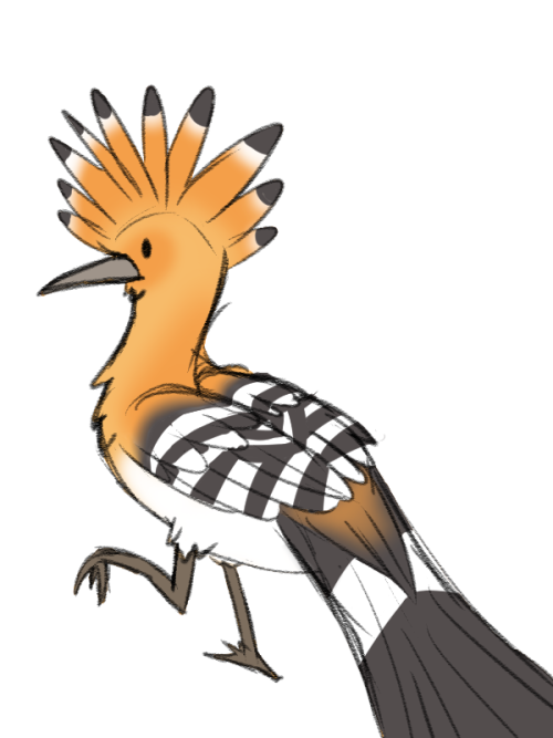 dessart2: a magnificent bird @everyone-needs-a-hoopoe