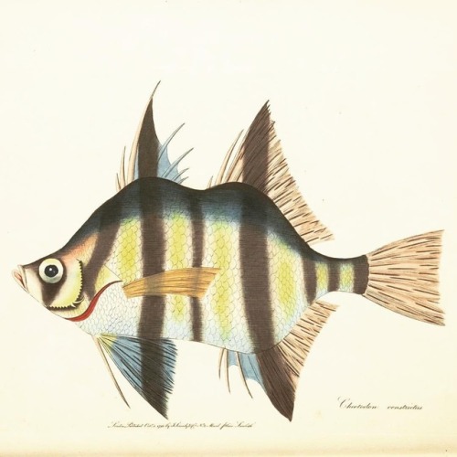 Happy #FishyFriday! The old wife #fish (Enoplosus armatus) is endemic to the temperate coastal water