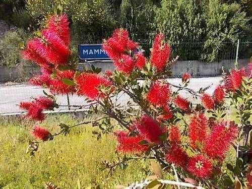 South italian plants. Feat.; Mediterranean sea - trees, agaves and opuntias along seashore (fot.: 9,