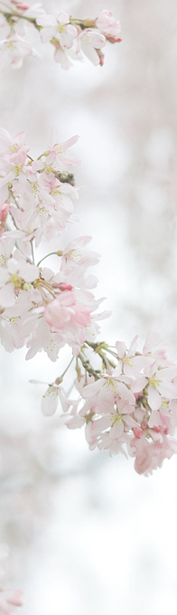 hanmii:sakura flowers by rin.u 
