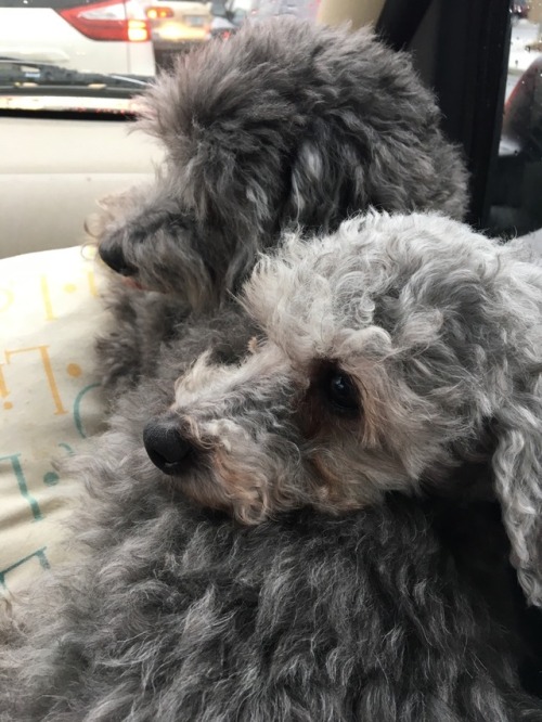 Zero went to the vet today! ☹️  He was sad and used his brother as a pillow in the car on the way th