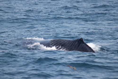 adorable-orcas: vastderp: more pics here  She got torn up by a boat propeller off New South Wal