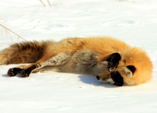 wolverxne:Photographer  Jerry Hull captured these adorable images of this female Red Fox known as “Chloe” playing, stretching and sleeping in the snow.  