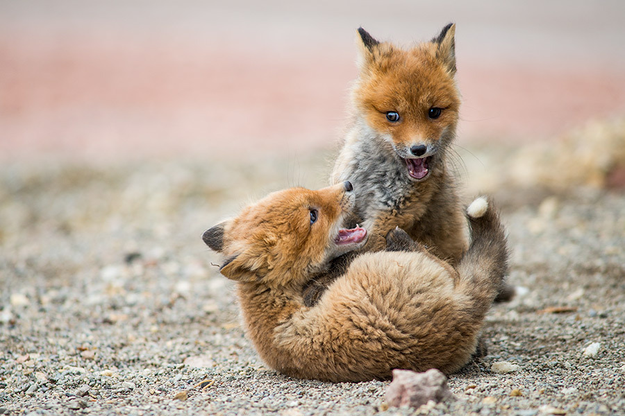  Fox Cubs | Ivan Kislov 