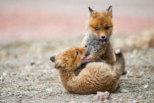Porn Pics  Fox Cubs | Ivan Kislov 