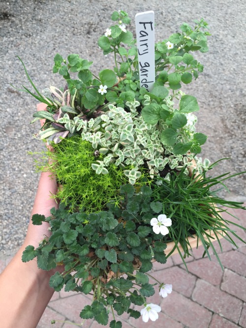 flowurfields:  looklooklooklook!!!!! i found a fairy garden🌿🌾⛅️ 