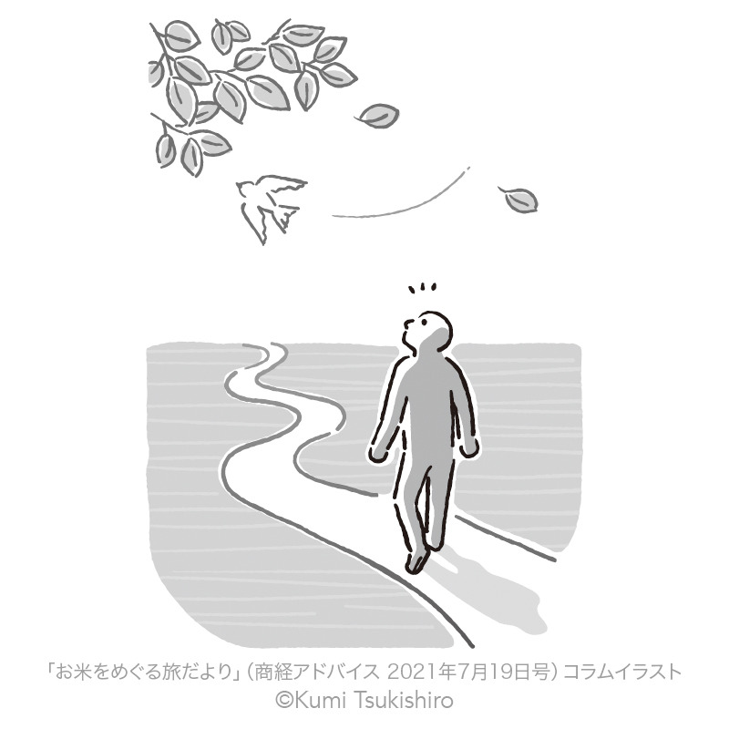 ツキシロクミ Kumi Tsukishiro Illustration お米をめぐる旅だより コラムのイラストを担当しました