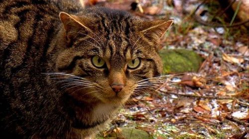 keyconservation:In 2022, 60 critically-endangered Scottish wildcats will be released into the wild f