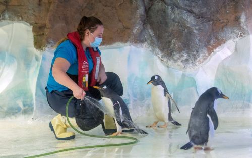 Animal care team member Sammie Wilks cleans the inside of the penguin enclosure at the National SEA 