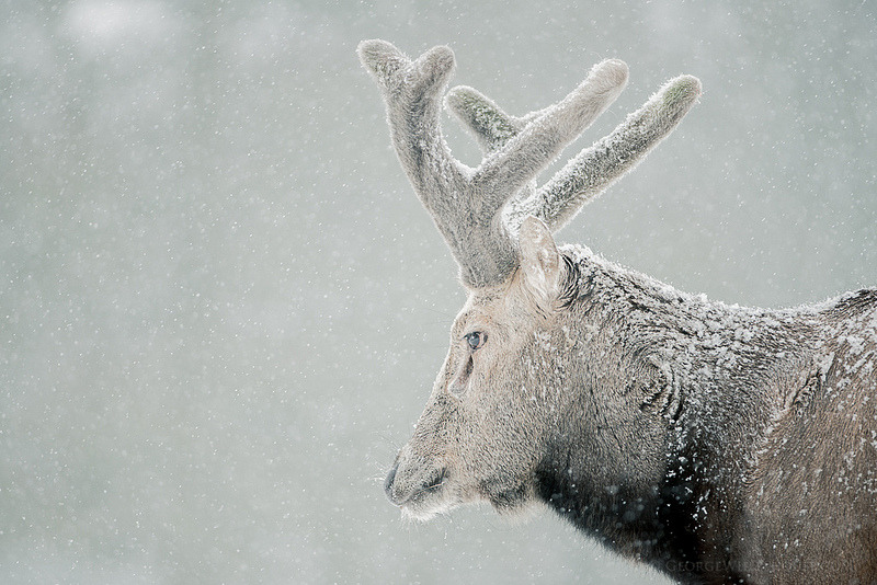 sharped0:  thingswithantlers:  By Old-Man-George  a deer lightly coated in cocaine.