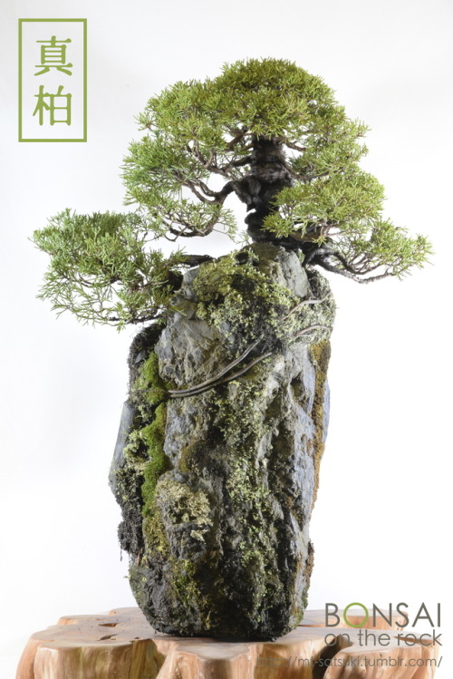 真柏（シンパク）の石付盆栽SHIMPAKU Juniper bonsai on a rock2014.11.1 撮影bonsai on the rock| Creema | BASE | Zazzle