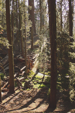 umq:  Sequoia National Park by (Analog Sylvain)