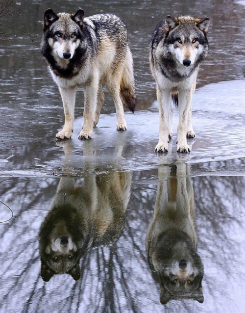 Living with the wolves