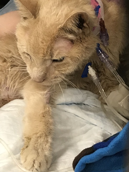 pirate-cashoo:  koryander:   I almost never post anything on Tumblr, but this is a cause I want to fight and share and work towards. I am hopeful you all find it worthwhile enough as well. https://www.youcaring.com/pumpkinthekitty-1085696 My dear cat