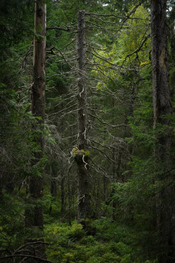 wanderthewood:by klausrxt