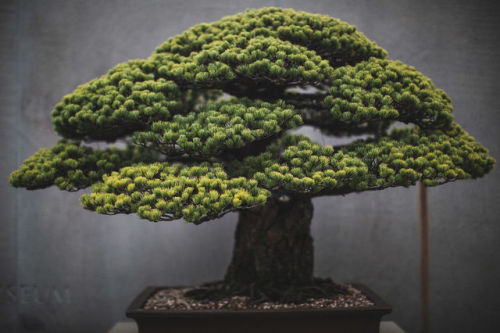 Bonsai trees, photographed by Stephen Voss1. Blue atlas cedar, in training since 19482. California j